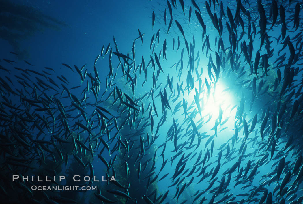 Jack mackerel schooling amid kelp forest. San Clemente Island, California, USA, Macrocystis pyrifera, Trachurus symmetricus, natural history stock photograph, photo id 05114