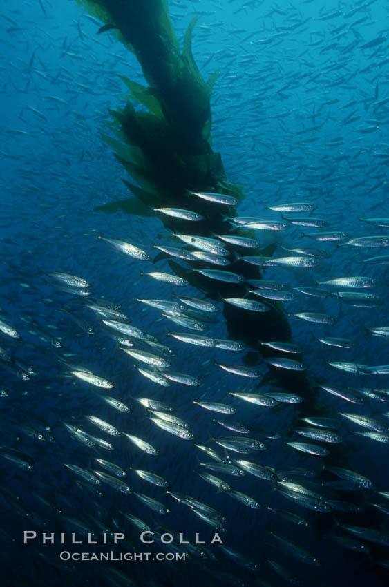 Jack mackerel schooling amid kelp forest. San Clemente Island, California, USA, Macrocystis pyrifera, Trachurus symmetricus, natural history stock photograph, photo id 05118