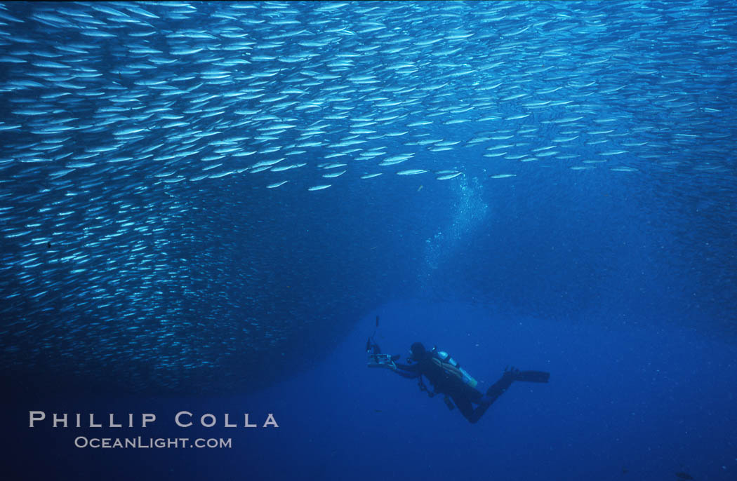 Jack mackerel schooling around diver. Guadalupe Island (Isla Guadalupe), Baja California, Mexico, Trachurus symmetricus, natural history stock photograph, photo id 06175