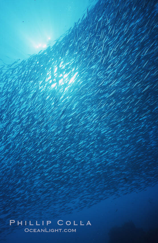 Jack mackerel school. Guadalupe Island (Isla Guadalupe), Baja California, Mexico, Trachurus symmetricus, natural history stock photograph, photo id 06177