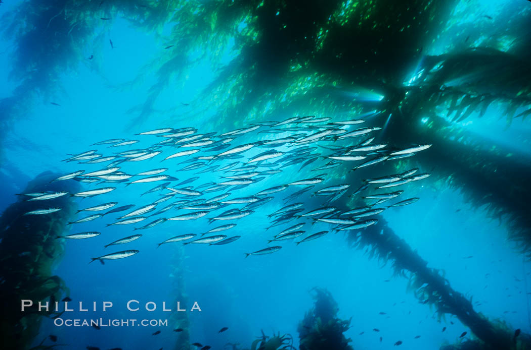 Jack mackerel schooling amid kelp forest. San Clemente Island, California, USA, Macrocystis pyrifera, Trachurus symmetricus, natural history stock photograph, photo id 00256