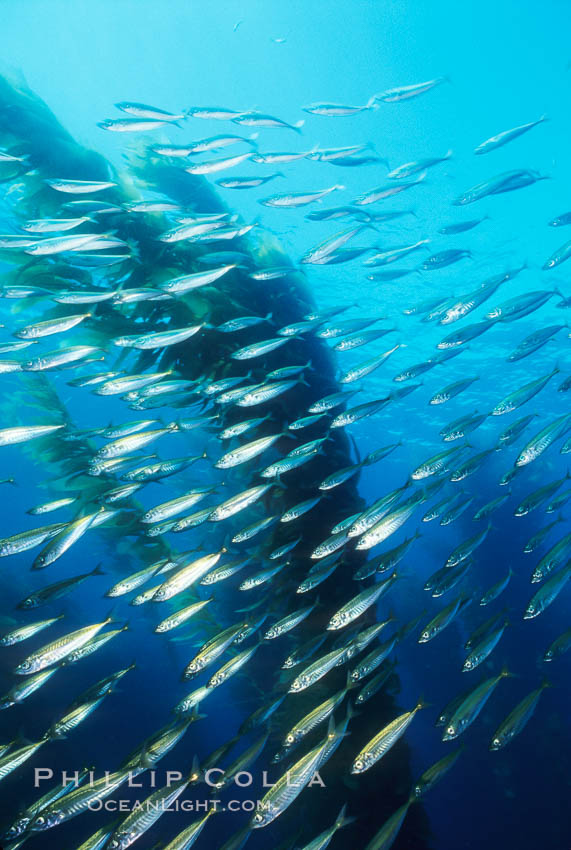 Jack mackerel and kelp. San Clemente Island, California, USA, Macrocystis pyrifera, Trachurus symmetricus, natural history stock photograph, photo id 00380