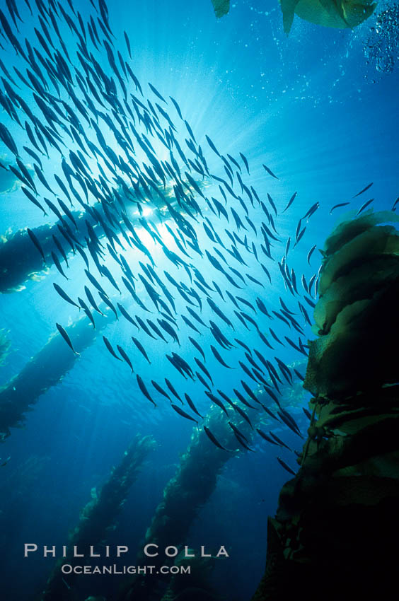 Jack mackerel schooling in kelp. San Clemente Island, California, USA, Macrocystis pyrifera, Trachurus symmetricus, natural history stock photograph, photo id 01019