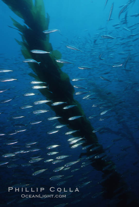 Jack mackerel schooling amid kelp forest. San Clemente Island, California, USA, Macrocystis pyrifera, Trachurus symmetricus, natural history stock photograph, photo id 05119