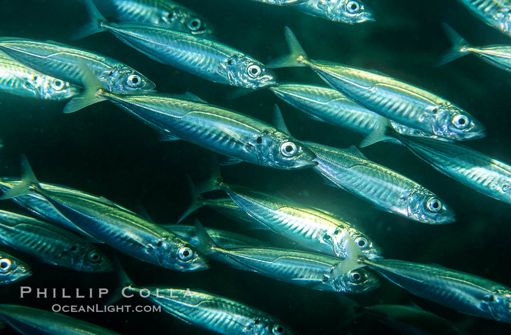 Jack mackerel schooling. San Clemente Island, California, USA, Trachurus symmetricus, natural history stock photograph, photo id 00293
