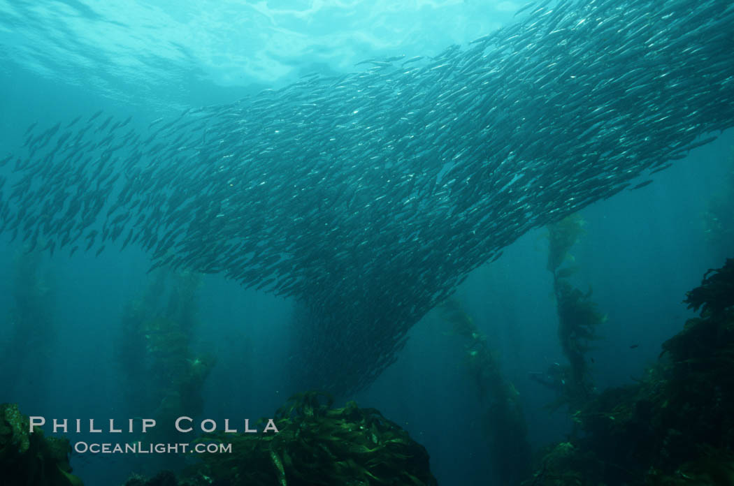 Jack mackerel schooling amid kelp forest. San Clemente Island, California, USA, Macrocystis pyrifera, Trachurus symmetricus, natural history stock photograph, photo id 05117