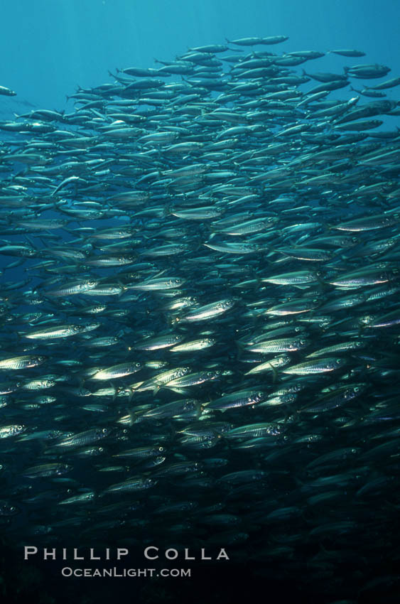 Jack mackerel schooling. San Clemente Island, California, USA, Trachurus symmetricus, natural history stock photograph, photo id 05121