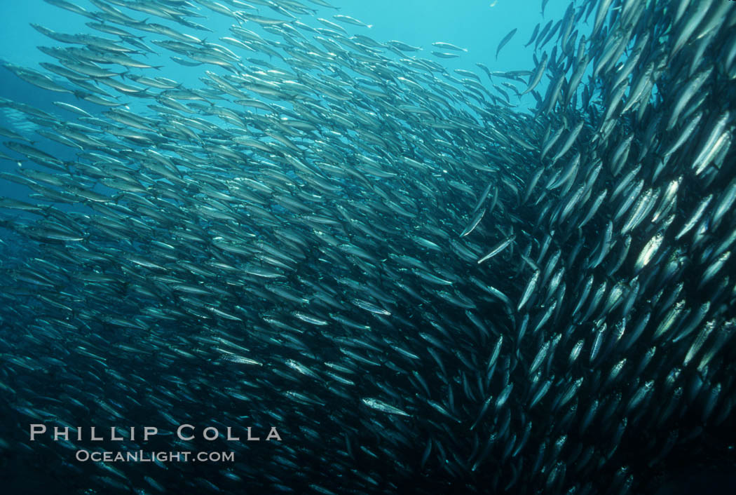 Jack mackerel schooling. San Clemente Island, California, USA, Trachurus symmetricus, natural history stock photograph, photo id 05125