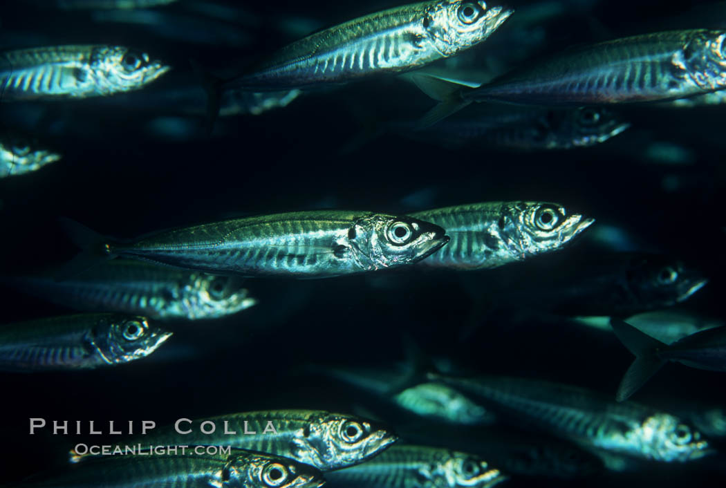 Jack mackerel schooling. San Clemente Island, California, USA, Trachurus symmetricus, natural history stock photograph, photo id 05129