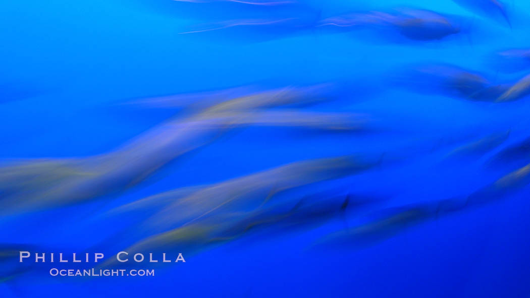 Pacific mackerel, long exposure show motion as a blur.  Mackerel are some of the fastest fishes in the ocean, with smooth streamlined torpedo-shaped bodies, they can swim hundreds of miles in a year., Scomber japonicus, natural history stock photograph, photo id 21503