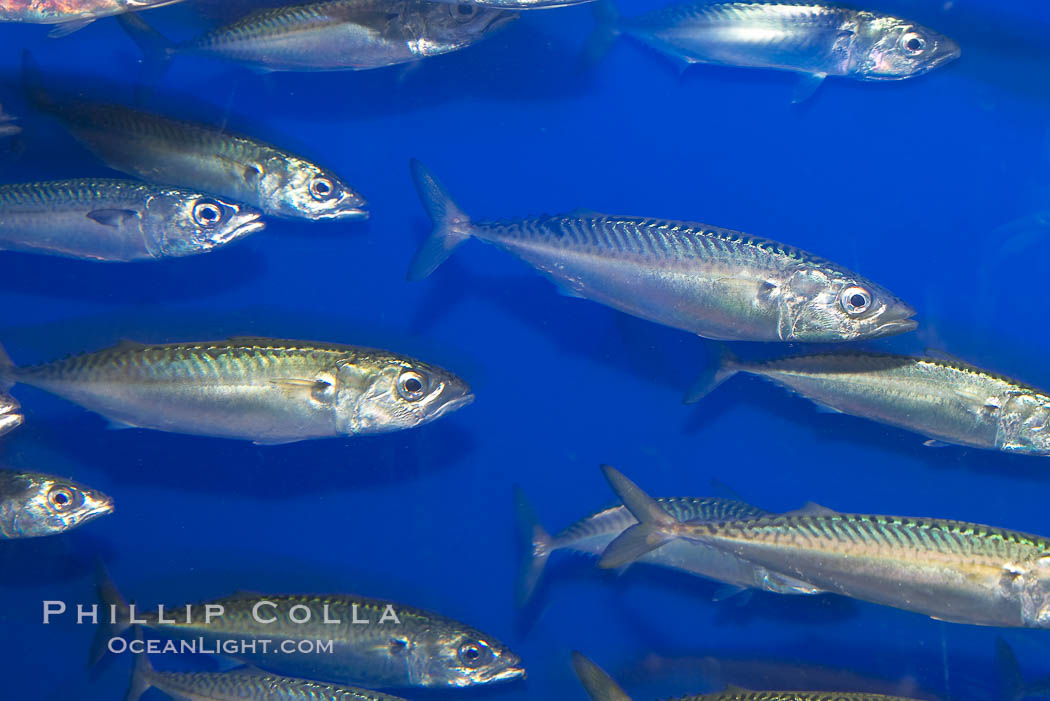 Pacific mackerel.  Long exposure shows motion as blur.  Mackerel are some of the fastest fishes in the ocean, with smooth streamlined torpedo-shaped bodies, they can swim hundreds of miles in a year., Scomber japonicus, natural history stock photograph, photo id 14023
