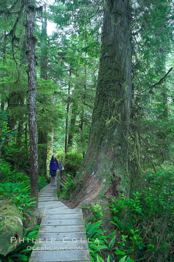 Hiker admires the temperate rainforest along the Rainforest Trail in Pacific Rim NP, one of the best places along the Pacific Coast to experience an old-growth rain forest, complete with western hemlock, red cedar and amabilis fir trees. Moss gardens hang from tree crevices, forming a base for many ferns and conifer seedlings. Pacific Rim National Park, British Columbia, Canada, natural history stock photograph, photo id 21054