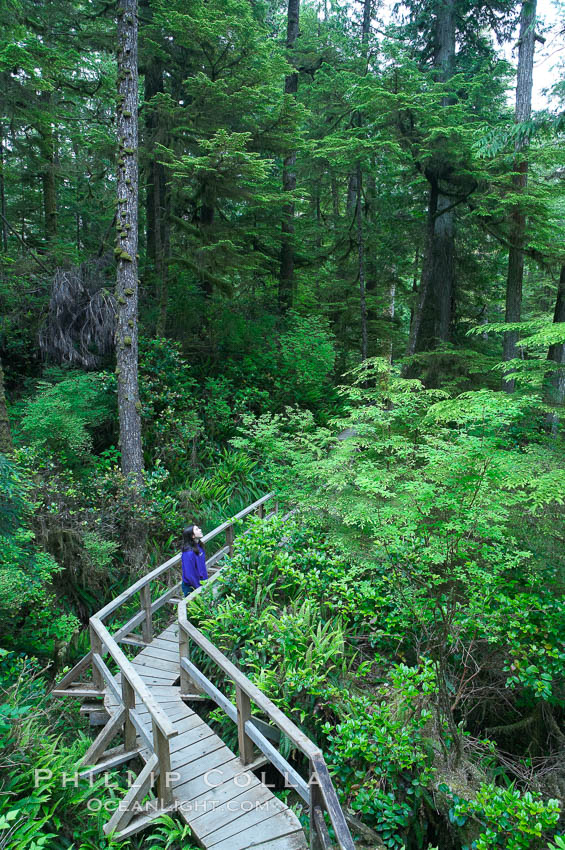 Hiker admires the temperate rainforest along the Rainforest Trail in Pacific Rim NP, one of the best places along the Pacific Coast to experience an old-growth rain forest, complete with western hemlock, red cedar and amabilis fir trees. Moss gardens hang from tree crevices, forming a base for many ferns and conifer seedlings, Pacific Rim National Park, British Columbia, Canada