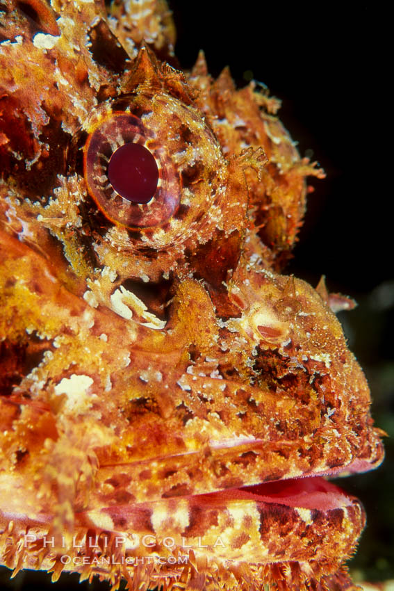 Stone scorpionfish. Wolf Island, Galapagos Islands, Ecuador, Scorpaena mystes, natural history stock photograph, photo id 02568