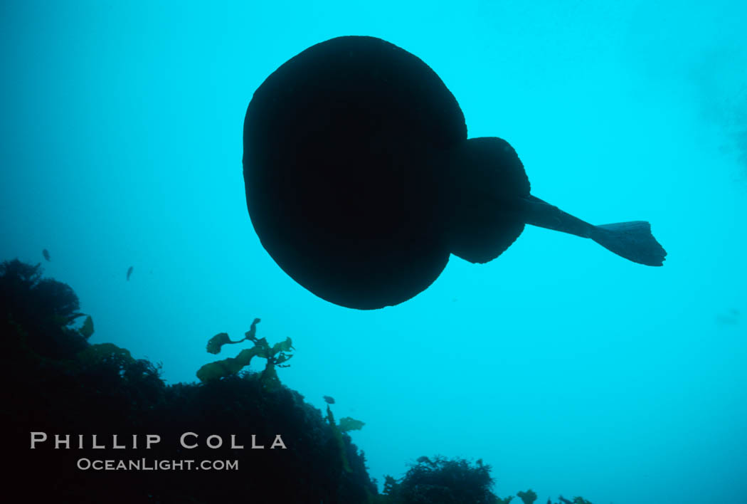 Pacific torpedo ray, Farnsworth Banks. Catalina Island, California, USA, Tetronarce californica, Torpedo californica, natural history stock photograph, photo id 00368