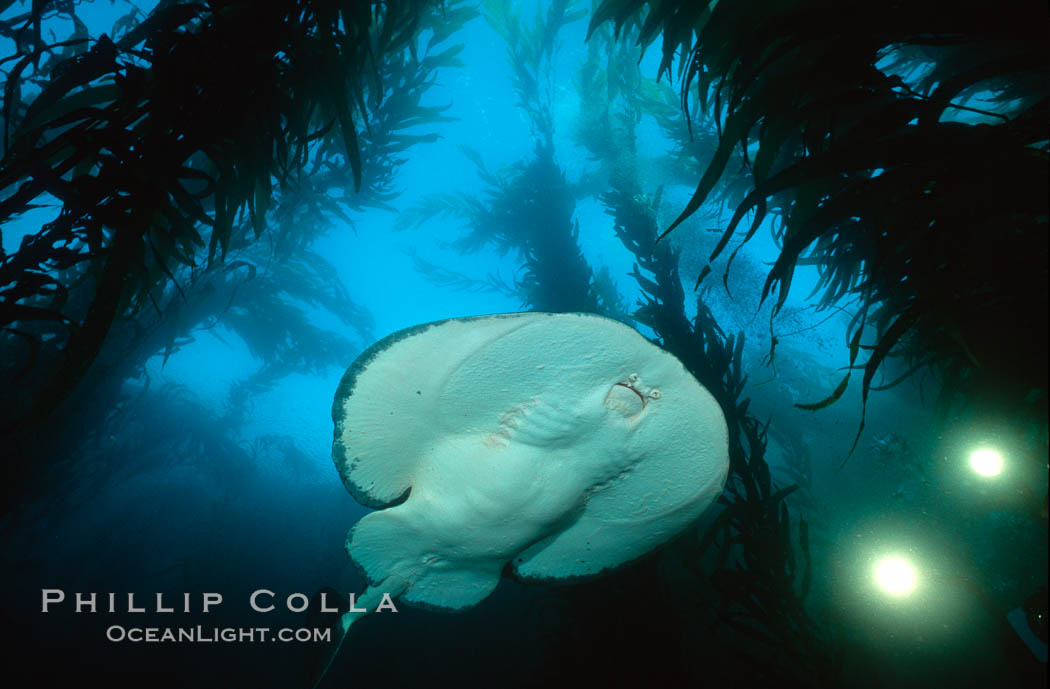 Pacific torpedo ray in kelp forest, filming lights. Santa Rosa Island, California, USA, Macrocystis pyrifera, Tetronarce californica, Torpedo californica, natural history stock photograph, photo id 01009