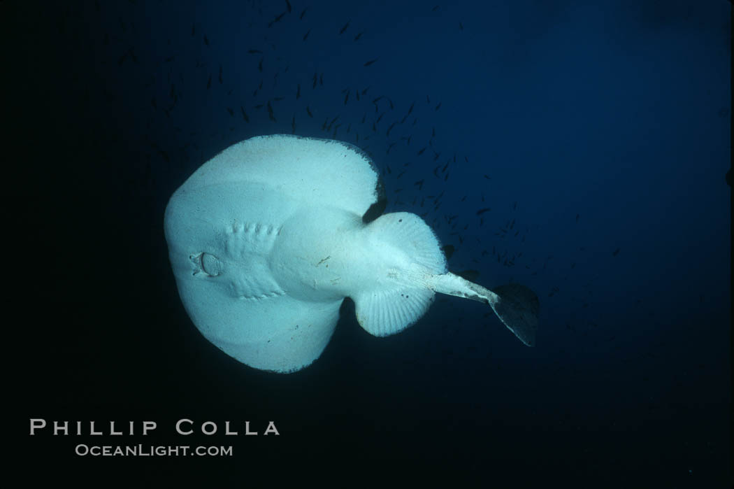 Pacific torpedo ray, Farnsworth Banks, Catalina. Catalina Island, California, USA, Tetronarce californica, Torpedo californica, natural history stock photograph, photo id 03437