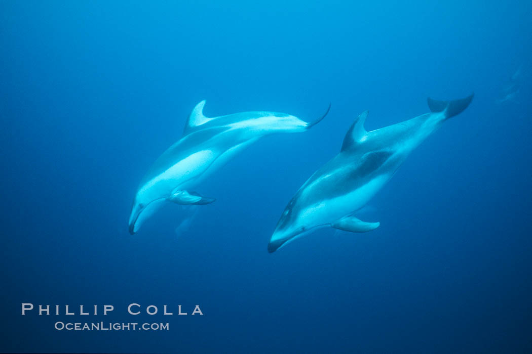 Pacific white sided dolphin. San Diego, California, USA, Lagenorhynchus obliquidens, natural history stock photograph, photo id 04945