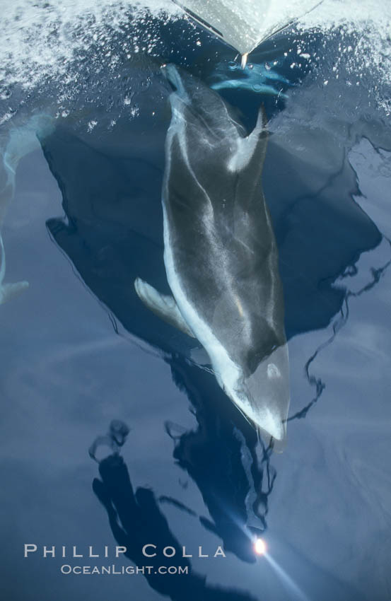 Pacific white sided dolphin. San Diego, California, USA, Lagenorhynchus obliquidens, natural history stock photograph, photo id 00057