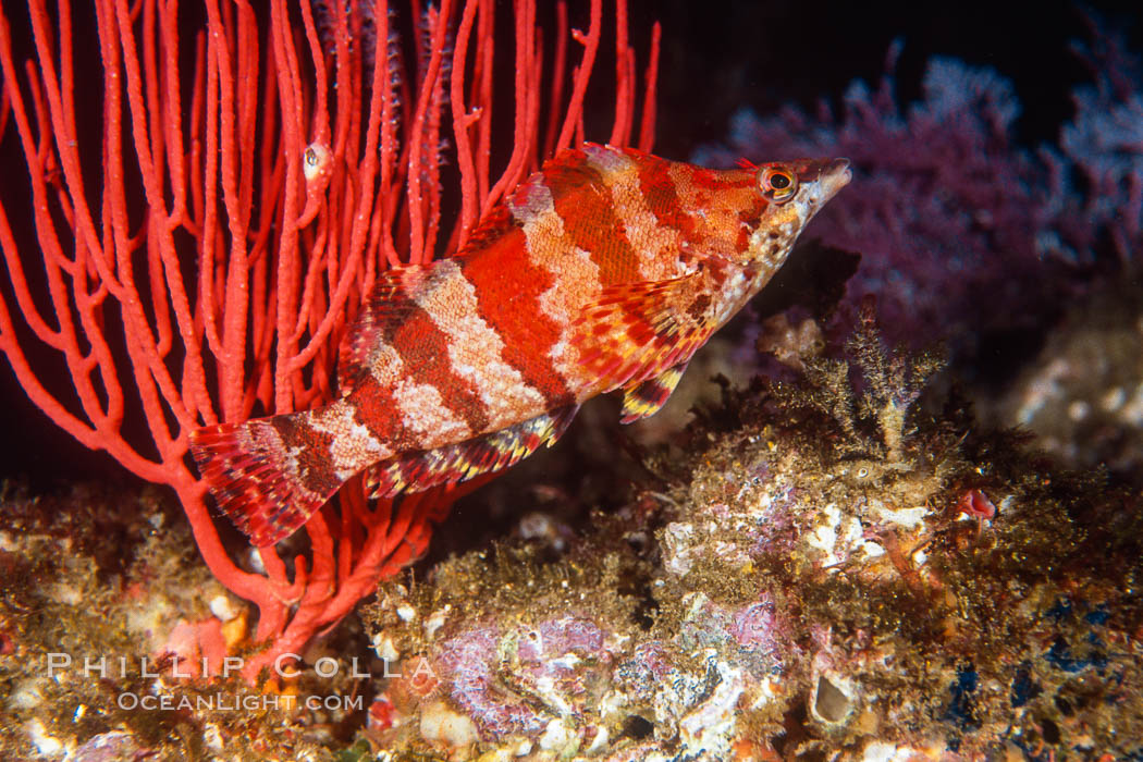 Painted greenling and red gorgonian, Monterey Bay NMS. California, USA, Leptogorgia chilensis, Lophogorgia chilensis, Oxylebius pictus, natural history stock photograph, photo id 05183