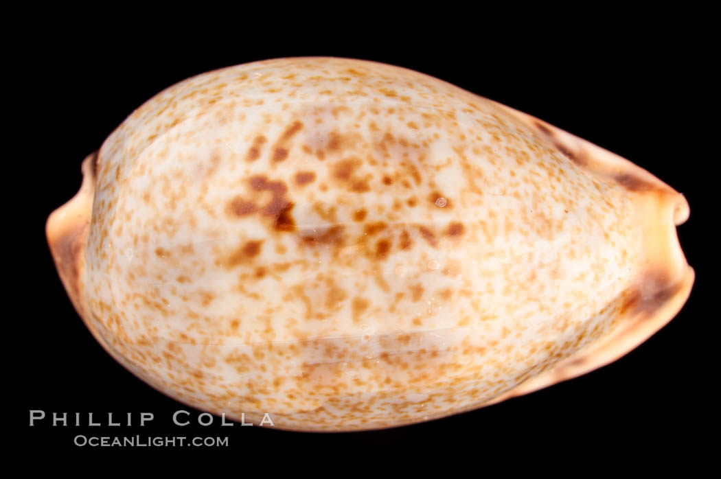 Pale Cowrie., Cypraea pallida insulicola, natural history stock photograph, photo id 08122