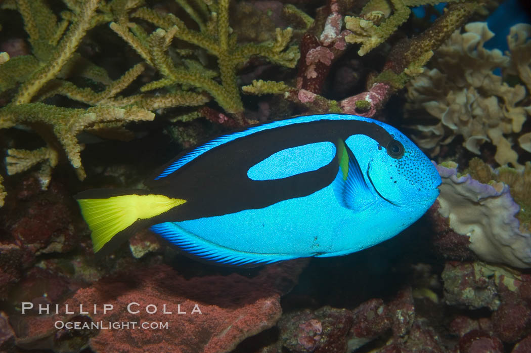 Palette surgeonfish., Paracanthurus hepatus, natural history stock photograph, photo id 07922