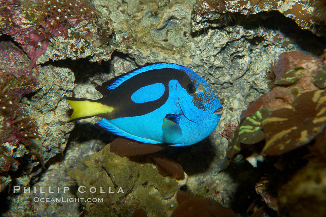 Palette surgeonfish., Paracanthurus hepatus, natural history stock photograph, photo id 11034