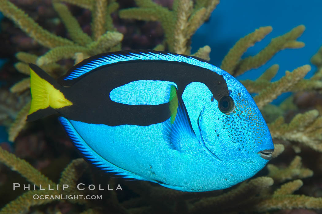 Palette surgeonfish., Paracanthurus hepatus, natural history stock photograph, photo id 07923