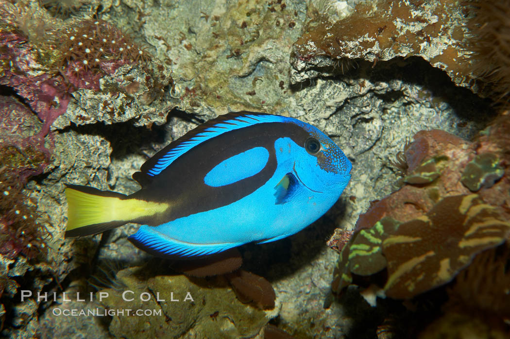 Palette surgeonfish., Paracanthurus hepatus, natural history stock photograph, photo id 11033