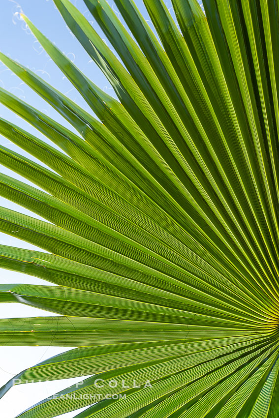 Palm tree fans, leaf, leaves, detail., natural history stock photograph, photo id 20489