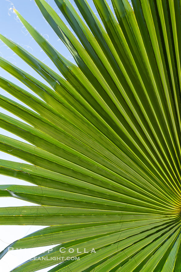 Palm tree fans, leaf, leaves, detail., natural history stock photograph, photo id 20489