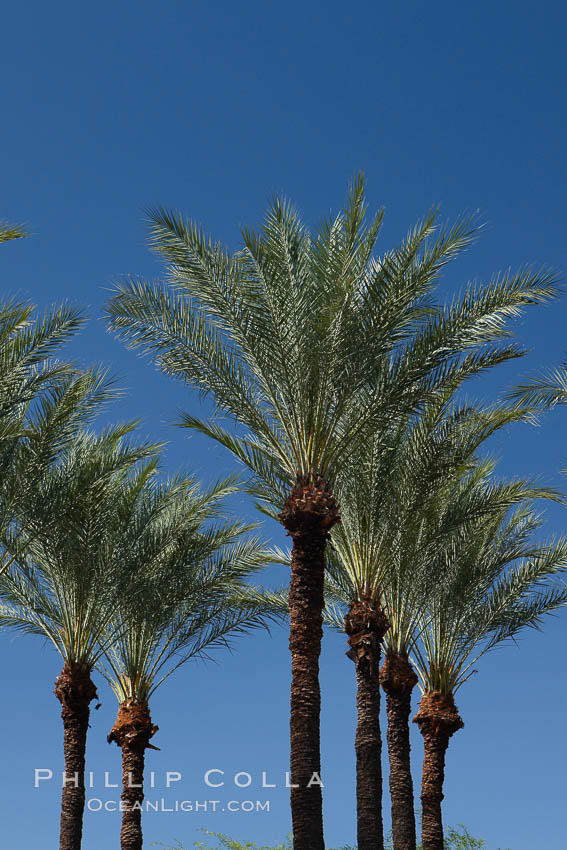 Palm trees and blue sky, downtown Phoenix. Arizona, USA, natural history stock photograph, photo id 23186