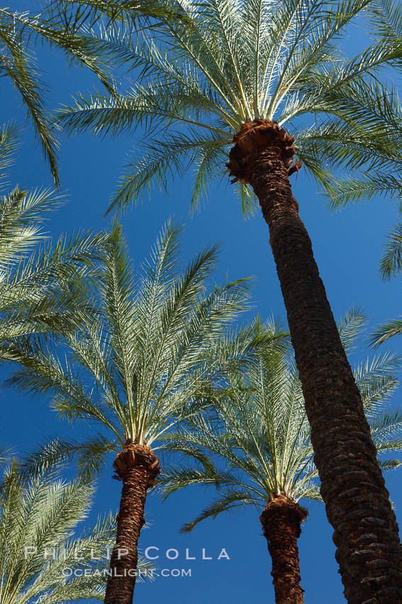 Palm trees and blue sky, downtown Phoenix. Arizona, USA, natural history stock photograph, photo id 23198
