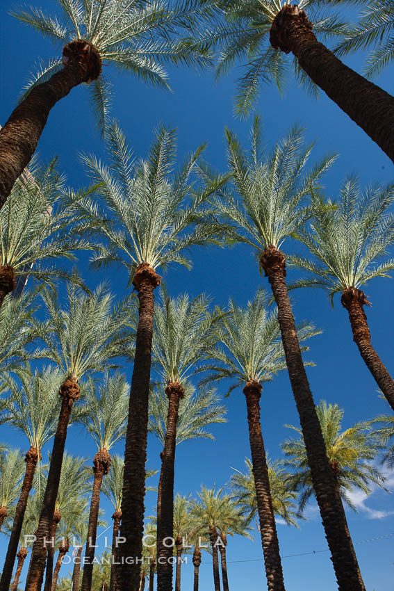 Palm trees and blue sky, downtown Phoenix. Arizona, USA, natural history stock photograph, photo id 23180