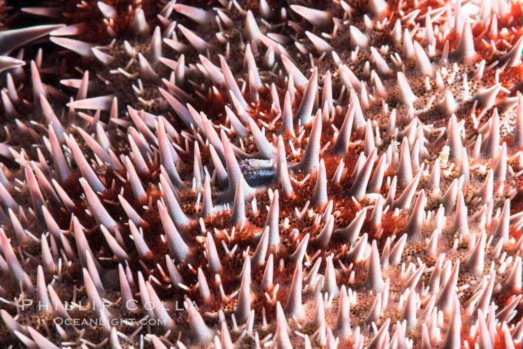 Panamic crown of thorns sea star, Detail, Acanthaster ellisii, Sea of Cortez. Punta Alta, Baja California, Mexico, natural history stock photograph, photo id 33741