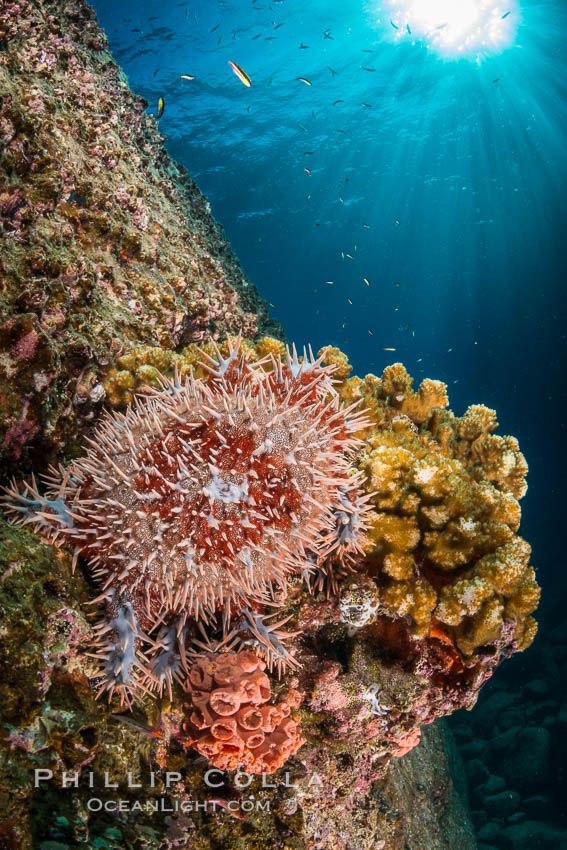 Panamic crown of thorns sea star. Sea of Cortez, Baja California, Mexico, natural history stock photograph, photo id 33825
