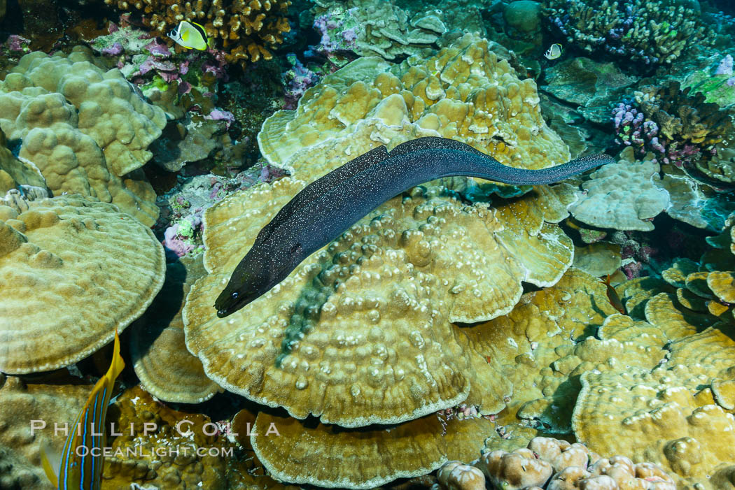 Panamic Green Moral Eel, Gymnothorax castaneus, Clipperton Island. France, Gymnothorax castaneus, natural history stock photograph, photo id 32986
