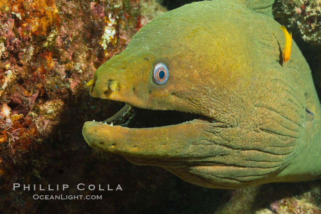 Panamic Green Moray Eel, Sea of Cortez, Baja California, Mexico, Gymnothorax castaneus