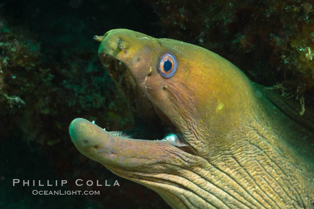 Panamic Green Moray Eel, Sea of Cortez, Baja California, Mexico., Gymnothorax castaneus, natural history stock photograph, photo id 27468