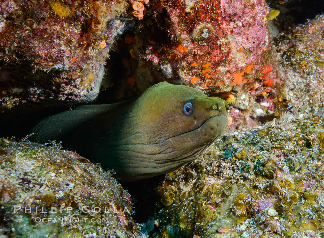 Panamic Green Moray Eel. Los Islotes, Baja California, Mexico, Gymnothorax castaneus, natural history stock photograph, photo id 32580