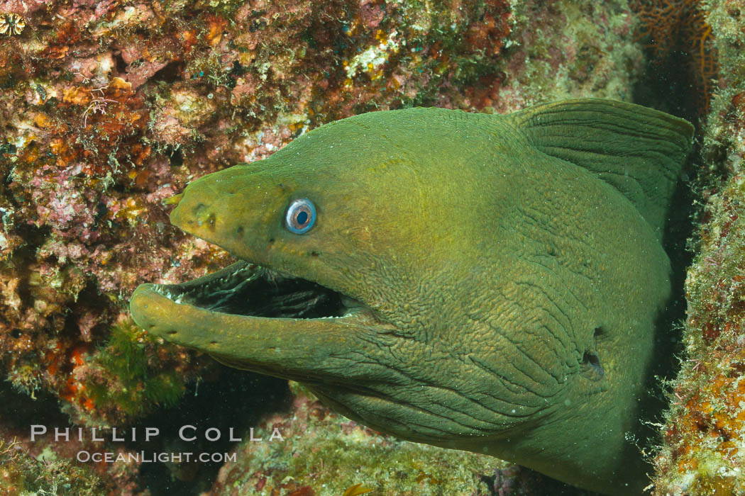 Panamic Green Moray Eel, Sea of Cortez, Baja California, Mexico., Gymnothorax castaneus, natural history stock photograph, photo id 27469