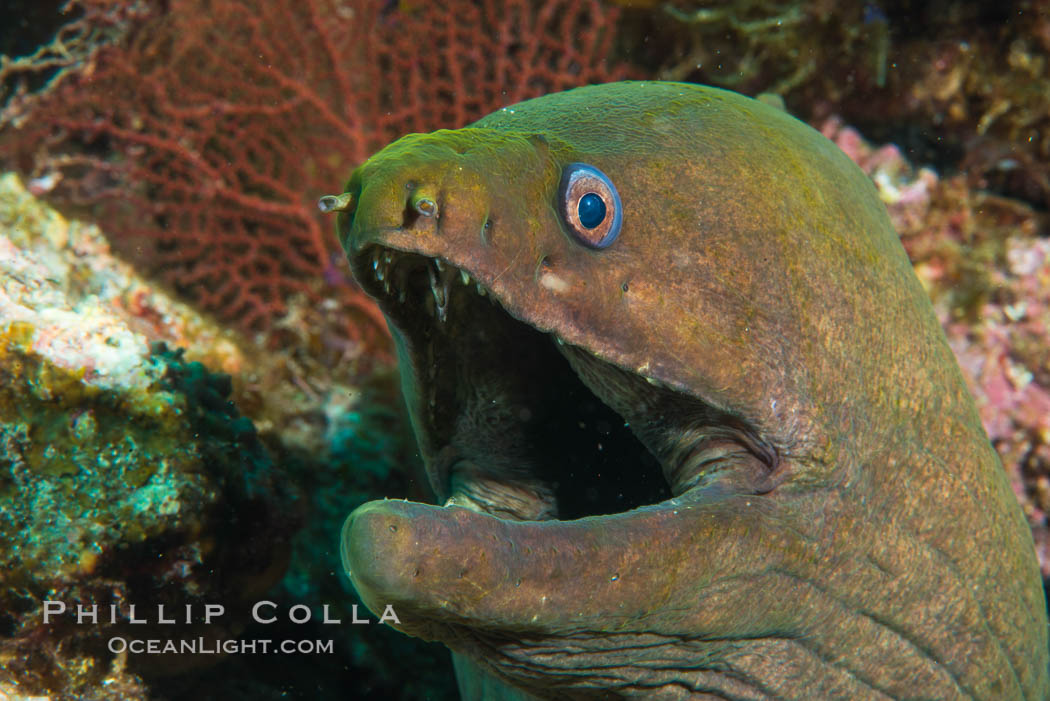 Panamic Green Moray Eel, Sea of Cortez, Baja California, Mexico. Isla San Diego, natural history stock photograph, photo id 33715