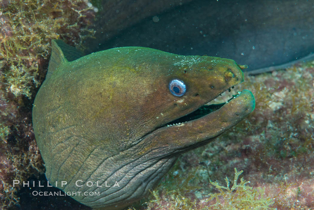 Panamic Green Moray Eel, Sea of Cortez, Baja California, Mexico. Isla San Diego, natural history stock photograph, photo id 33549
