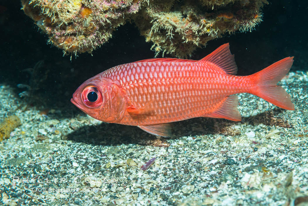 Panamic Soldierfish,  Sea of Cortez. Punta Alta, Baja California, Mexico, natural history stock photograph, photo id 33727