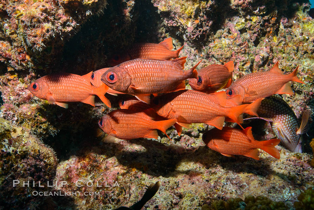 Panamic Soldierfish, Suwanee Reef, Sea of Cortez. Baja California, Mexico, natural history stock photograph, photo id 32480