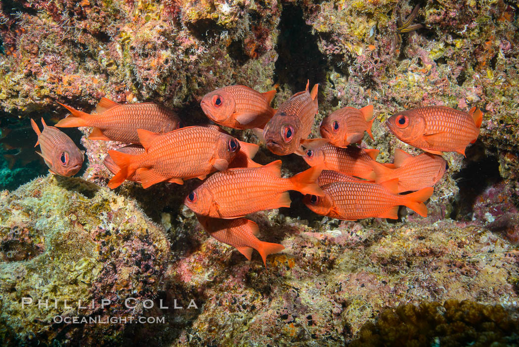 Panamic Soldierfish, Suwanee Reef, Sea of Cortez. Baja California, Mexico, natural history stock photograph, photo id 32479