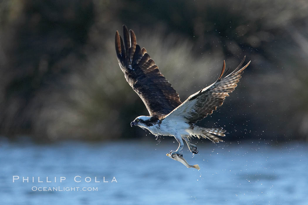 Osprey catches a small fish from a lagoon. Bolsa Chica State Ecological Reserve, Huntington Beach, California, USA, Pandion haliaetus, natural history stock photograph, photo id 19914