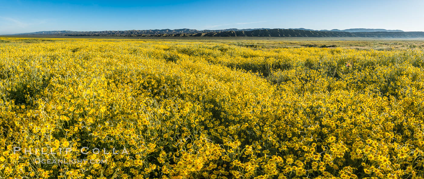 A Panorama of Wildflowers blooms across Carrizo Plains National Monument, during the 2017 Superbloom. Carrizo Plain National Monument, California, USA, natural history stock photograph, photo id 33230