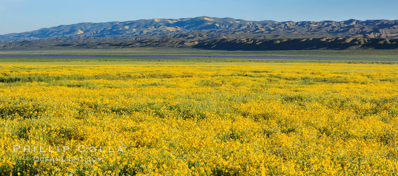 A Panorama of Wildflowers blooms across Carrizo Plains National Monument, Carrizo Plain National Monument, California