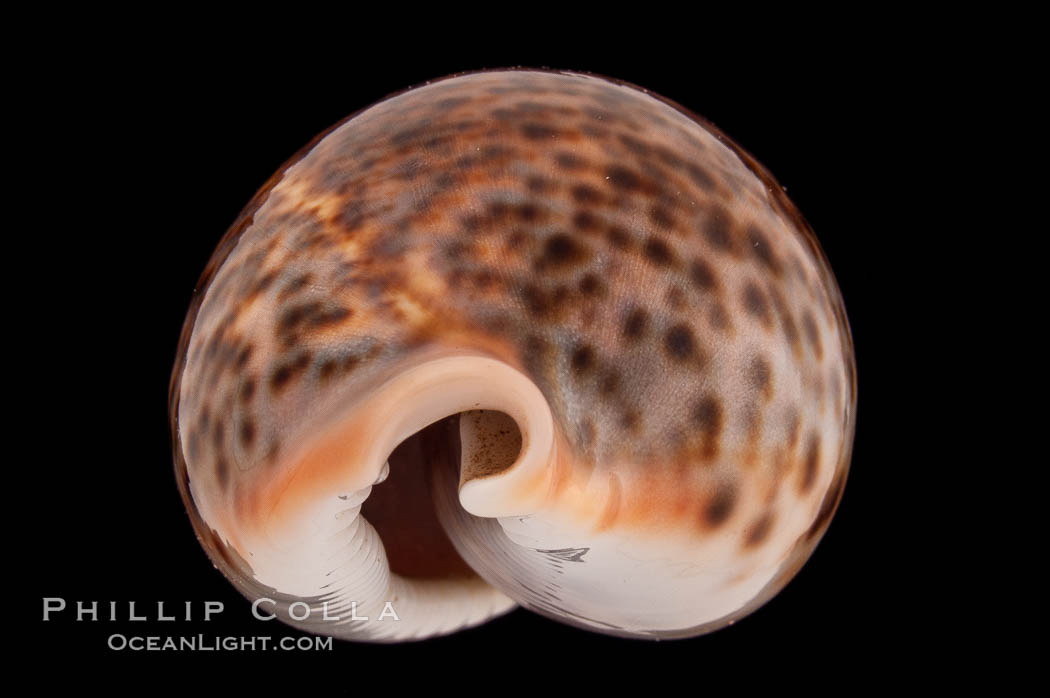 Dark form., Cypraea pantherina, natural history stock photograph, photo id 08348